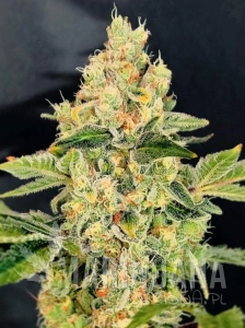 Cookies Sherbet
