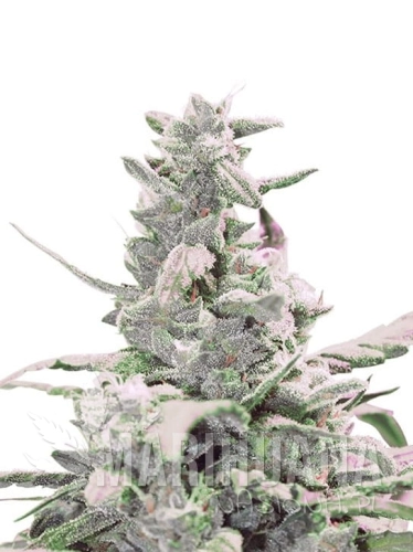 creamatic-auto.jpg