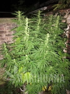 Easy Sativa