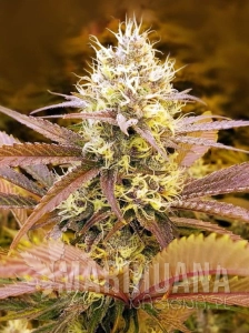 Forbidden Fruit