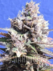 Gelato