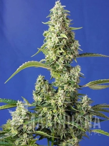 Gorilla Girl XXL Auto