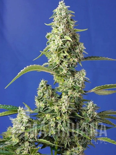 gorilla-girl-xxl-auto.jpg