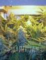 grapefruitnew-marihuana-nasiona.jpg