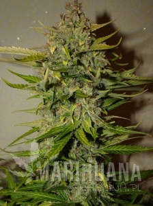Green Crack