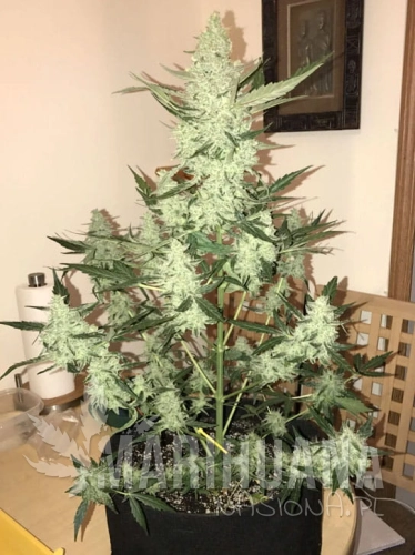 green-crack-auto.jpg