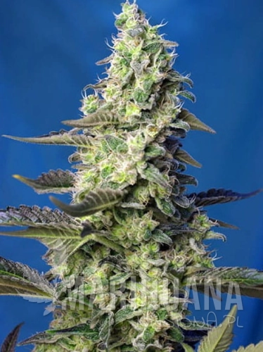 green-poison-xxl-auto.jpg