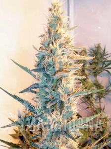 Outdoor Grapefruit