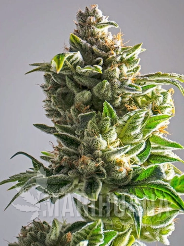 pineapple-express-auto.jpg
