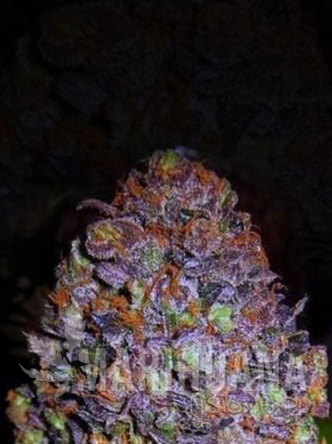 purple-haze.jpg