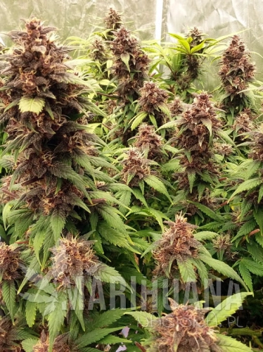 red-poison-auto.jpg