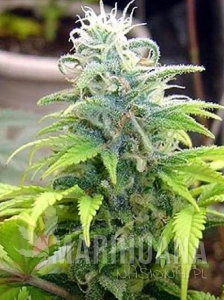 Skunk #11