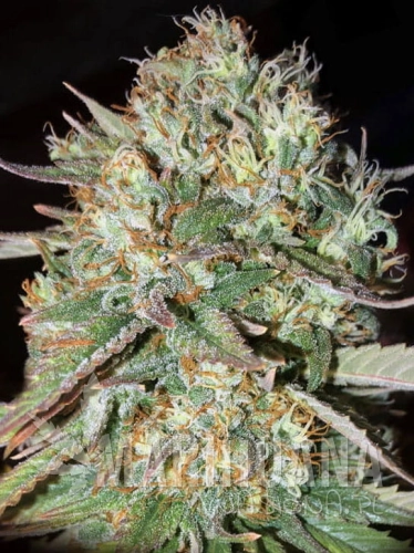 sunset-sherbet.jpg