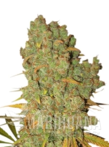 Special Kush #1
