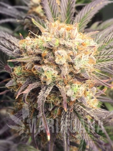 Tangerine Cookies