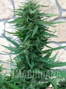 Sweet Tooth Auto