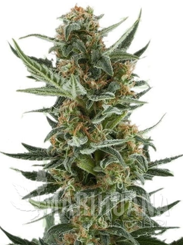 white-dwarf-auto.jpg