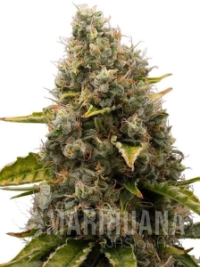 White Widow