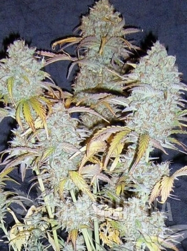 white-widow-auto.jpg