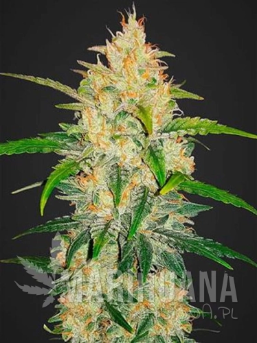 zkittlez-auto.jpg
