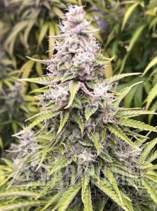 Godzilla Cookies Auto