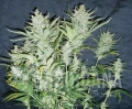 White Widow Auto