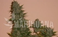 Dark Jack Auto
