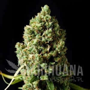 Critical Kush - BARNEY’S FARM