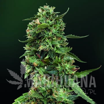 BARNEY’S FARM - LSD