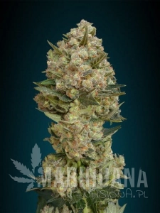 Critical - ADVANCED SEEDS