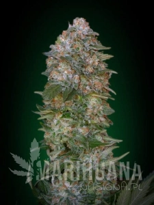 Critical Soma - ADVANCED SEEDS