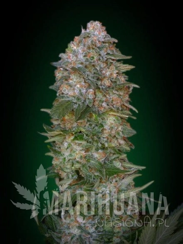 ADVANCED SEEDS - Critical Soma