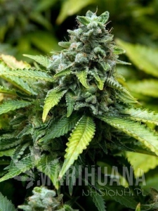 Early Widow - ADVANCED SEEDS