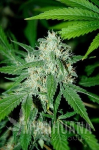Haze Mist - ADVANCED SEEDS