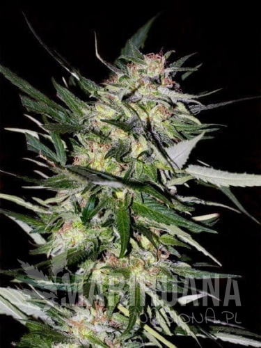 ADVANCED SEEDS - Jack Plant