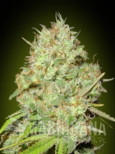 Shark Widow - ADVANCED SEEDS