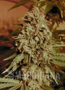 Somango Widow - ADVANCED SEEDS