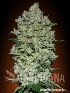 Auto BioDiesel Mass - ADVANCED SEEDS