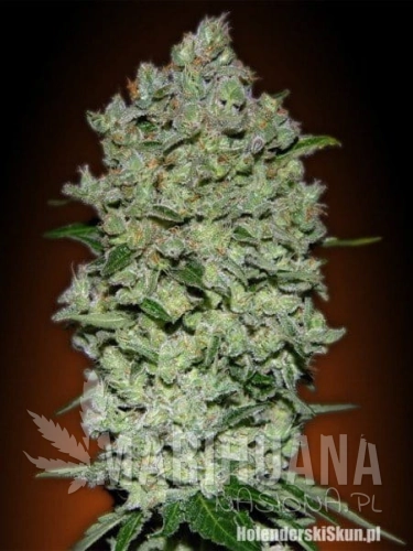ADVANCED SEEDS - Auto BioDiesel Mass