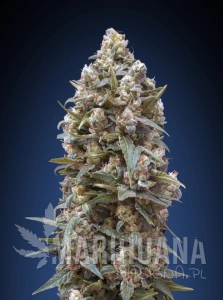 00 Kush - 00 SEEDS BANK