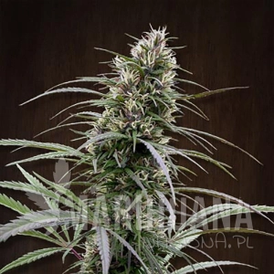 Congo - ACE SEEDS