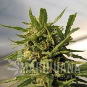 Critical - AMARANTA SEEDS