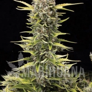 K.O. Haze - AMARANTA SEEDS