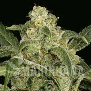 Power Haze - AMARANTA SEEDS