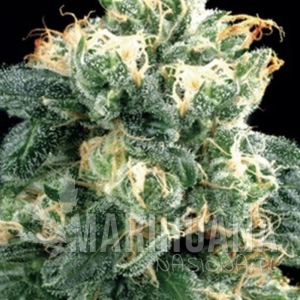 Power Plant - AMARANTA SEEDS