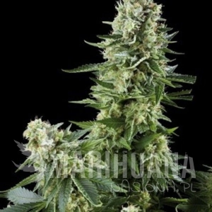 White Widow - AMARANTA SEEDS