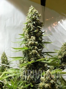 White Russian Auto