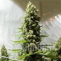 White Russian Auto