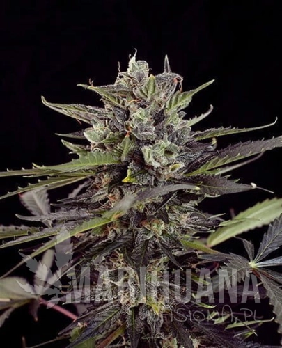 blueberry-auto-4.jpg