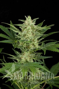 Critical Auto